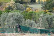 FEATURE -  Olivenernte in der Toskana