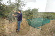 FEATURE -  Olivenernte in der Toskana