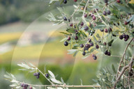 FEATURE -  Olivenernte in der Toskana