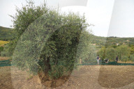 FEATURE -  Olivenernte in der Toskana