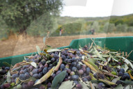 FEATURE -  Olivenernte in der Toskana