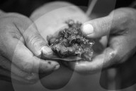 Tribes in deep water: gold, guns and the Amazon's last frontier. Mining reserves – and plentiful fish – mean Brazil’s Javari Valley is increasingly at risk from armed poachers seeking to plunder its resources. So, too, are the tribes who call it hom