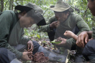 Tribes in deep water: gold, guns and the Amazon's last frontier. Mining reserves – and plentiful fish – mean Brazil’s Javari Valley is increasingly at risk from armed poachers seeking to plunder its resources. So, too, are the tribes who call it hom
