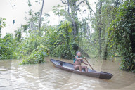 Tribes in deep water: gold, guns and the Amazon's last frontier. Mining reserves – and plentiful fish – mean Brazil’s Javari Valley is increasingly at risk from armed poachers seeking to plunder its resources. So, too, are the tribes who call it hom