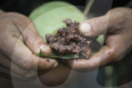 Tribes in deep water: gold, guns and the Amazon's last frontier. Mining reserves – and plentiful fish – mean Brazil’s Javari Valley is increasingly at risk from armed poachers seeking to plunder its resources. So, too, are the tribes who call it hom