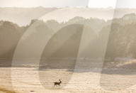 Foggy and frosty morning for Londoners