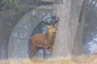 Foggy and frosty morning for Londoners