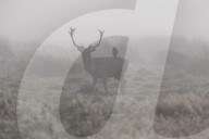 Foggy and frosty morning for Londoners