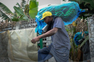 NEWS -  Bananenernte unter erschwerten Bedingungen nach dem Vulkanausbruch auf La Palma