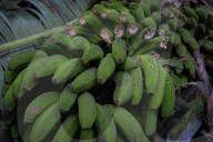 NEWS -  Bananenernte unter erschwerten Bedingungen nach dem Vulkanausbruch auf La Palma