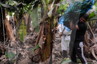 NEWS -  Bananenernte unter erschwerten Bedingungen nach dem Vulkanausbruch auf La Palma