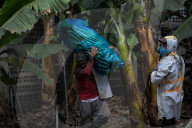 NEWS -  Bananenernte unter erschwerten Bedingungen nach dem Vulkanausbruch auf La Palma
