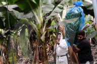 NEWS -  Bananenernte unter erschwerten Bedingungen nach dem Vulkanausbruch auf La Palma