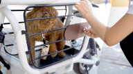 FEATURE - E-Moped mit eingebauter Hundebox