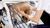 FEATURE - E-Moped mit eingebauter Hundebox