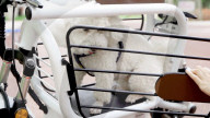 FEATURE - E-Moped mit eingebauter Hundebox