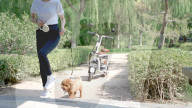 FEATURE - E-Moped mit eingebauter Hundebox