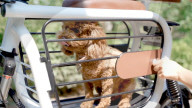 FEATURE - E-Moped mit eingebauter Hundebox