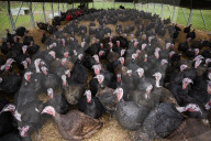 ‘I’ve never known it like this’ – the UK’s struggle to get the Christmas turkey to the table Poultry farmers and meat processors have struggled to cope due to Covid- and Brexit-induced staff shortages. But help may soon be at hand