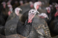‘I’ve never known it like this’ – the UK’s struggle to get the Christmas turkey to the table Poultry farmers and meat processors have struggled to cope due to Covid- and Brexit-induced staff shortages. But help may soon be at hand