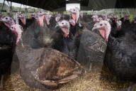 ‘I’ve never known it like this’ – the UK’s struggle to get the Christmas turkey to the table Poultry farmers and meat processors have struggled to cope due to Covid- and Brexit-induced staff shortages. But help may soon be at hand