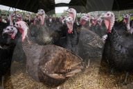 ‘I’ve never known it like this’ – the UK’s struggle to get the Christmas turkey to the table Poultry farmers and meat processors have struggled to cope due to Covid- and Brexit-induced staff shortages. But help may soon be at hand
