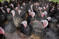 ‘I’ve never known it like this’ – the UK’s struggle to get the Christmas turkey to the table Poultry farmers and meat processors have struggled to cope due to Covid- and Brexit-induced staff shortages. But help may soon be at hand