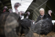 ‘I’ve never known it like this’ – the UK’s struggle to get the Christmas turkey to the table Poultry farmers and meat processors have struggled to cope due to Covid- and Brexit-induced staff shortages. But help may soon be at hand