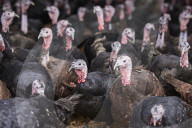 ‘I’ve never known it like this’ – the UK’s struggle to get the Christmas turkey to the table Poultry farmers and meat processors have struggled to cope due to Covid- and Brexit-induced staff shortages. But help may soon be at hand