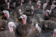 ‘I’ve never known it like this’ – the UK’s struggle to get the Christmas turkey to the table Poultry farmers and meat processors have struggled to cope due to Covid- and Brexit-induced staff shortages. But help may soon be at hand
