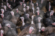 ‘I’ve never known it like this’ – the UK’s struggle to get the Christmas turkey to the table Poultry farmers and meat processors have struggled to cope due to Covid- and Brexit-induced staff shortages. But help may soon be at hand