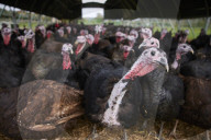 ‘I’ve never known it like this’ – the UK’s struggle to get the Christmas turkey to the table Poultry farmers and meat processors have struggled to cope due to Covid- and Brexit-induced staff shortages. But help may soon be at hand