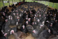 ‘I’ve never known it like this’ – the UK’s struggle to get the Christmas turkey to the table Poultry farmers and meat processors have struggled to cope due to Covid- and Brexit-induced staff shortages. But help may soon be at hand