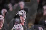‘I’ve never known it like this’ – the UK’s struggle to get the Christmas turkey to the table Poultry farmers and meat processors have struggled to cope due to Covid- and Brexit-induced staff shortages. But help may soon be at hand