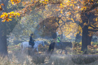 Misty Autumn colours Richmond London