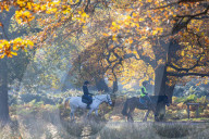 Misty Autumn colours Richmond London