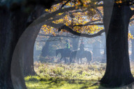 Misty Autumn colours Richmond London