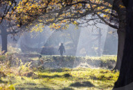 Misty Autumn colours Richmond London