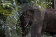 The elephant in the room: a Thai village’s unwelcome guests – photo essay.
Humans have encroached on the animals’ habitat – now villagers face daily raids as the elephants break into their homes in search of food.