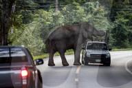 The elephant in the room: a Thai village’s unwelcome guests – photo essay.
Humans have encroached on the animals’ habitat – now villagers face daily raids as the elephants break into their homes in search of food.