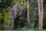 The elephant in the room: a Thai village’s unwelcome guests – photo essay.
Humans have encroached on the animals’ habitat – now villagers face daily raids as the elephants break into their homes in search of food.