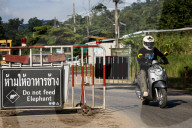 The elephant in the room: a Thai village’s unwelcome guests – photo essay.
Humans have encroached on the animals’ habitat – now villagers face daily raids as the elephants break into their homes in search of food.