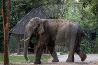 The elephant in the room: a Thai village’s unwelcome guests – photo essay.
Humans have encroached on the animals’ habitat – now villagers face daily raids as the elephants break into their homes in search of food.
