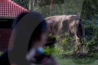 The elephant in the room: a Thai village’s unwelcome guests – photo essay.
Humans have encroached on the animals’ habitat – now villagers face daily raids as the elephants break into their homes in search of food.