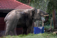 The elephant in the room: a Thai village’s unwelcome guests – photo essay.
Humans have encroached on the animals’ habitat – now villagers face daily raids as the elephants break into their homes in search of food.