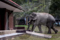 The elephant in the room: a Thai village’s unwelcome guests – photo essay.
Humans have encroached on the animals’ habitat – now villagers face daily raids as the elephants break into their homes in search of food.
