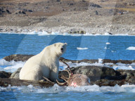 FEATURE - Eisbär auf Rentierjagd in Norwegen