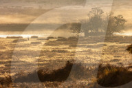 Misty Autumn colours Richmond Park, London