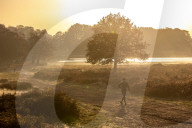 Misty Autumn colours Richmond Park, London