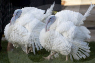 NEWS - Präsident Biden begnadigt 2 Truthähne vor Thanksgiving